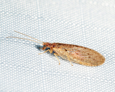 Brown Lacewing - Hemerobius sp.