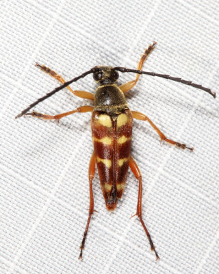 Typocerus velutinus