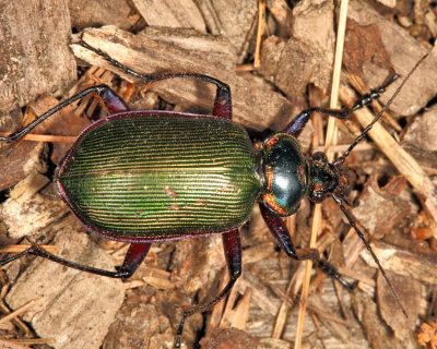 Fiery Searcher - Calosoma scrutator