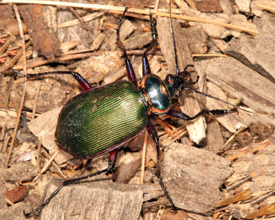 Fiery Searcher - Calosoma scrutator