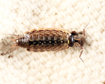 Woodlice - Philoscia muscorum