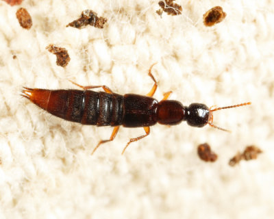 Erichsonius brachycephalus