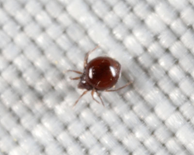Mite - Oribatida