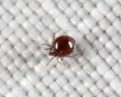 Mite - Oribatida