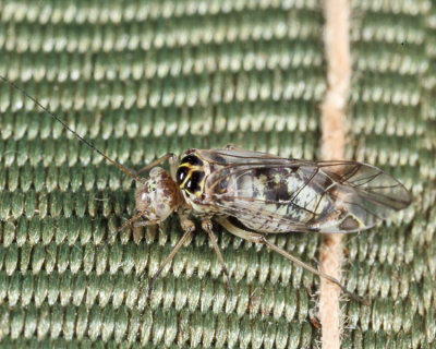 Metylophorus novaescotiae