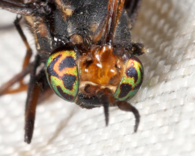 Deer Fly - Chrysops sp.