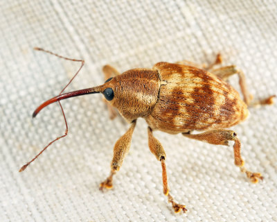 Curculio nasicus (male)