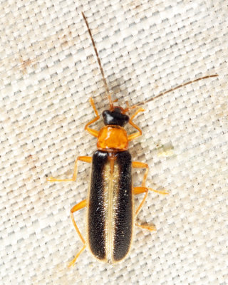 Rhagonycha mollis