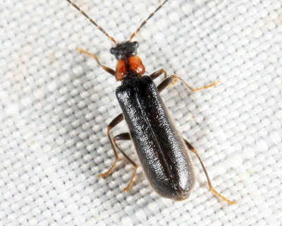 Rhagonycha excavata