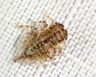 Microcentrus caryae (nymph)