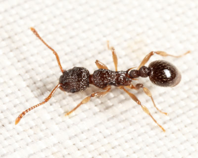 Myrmica sp.