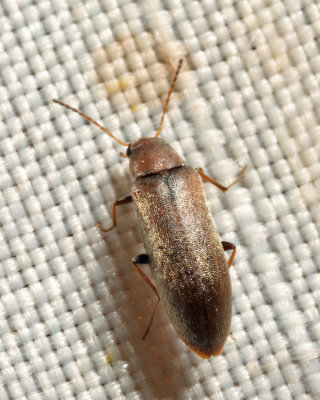 False Darkling Beetle - Microtonus sericans