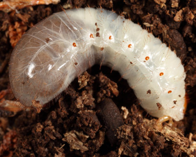 Osmoderma sp. larva