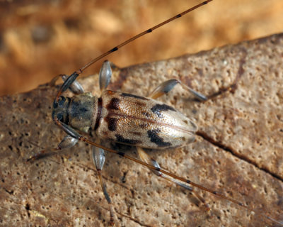 Urgleptes signatus