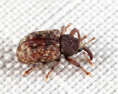 Conotrachelus pusillus