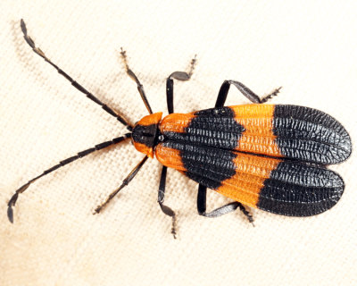 Banded Net-Wing - Calopteron reticulatum