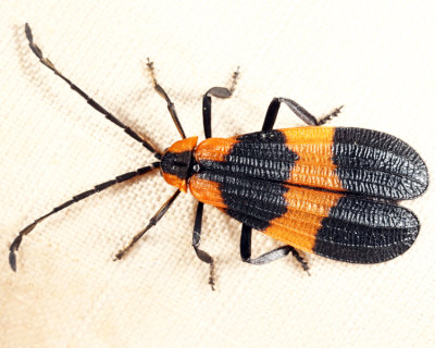 Banded Net-Wing - Calopteron reticulatum