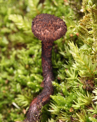 Inocybe tahquamenonensis