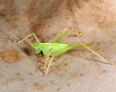 Drumming Katydid - Meconema thalassinum