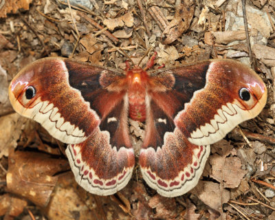 7764 - Promethea Moth - Callosamia promethea