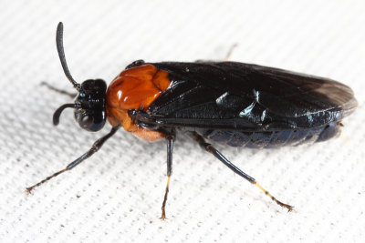 Willow Oak Sawfly - Arge quidia