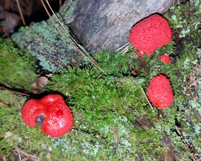 Tubifera ferruginosa (Raspberry Slime Mold)