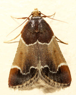 5510 - Meal Moth - Pyralis farinalis