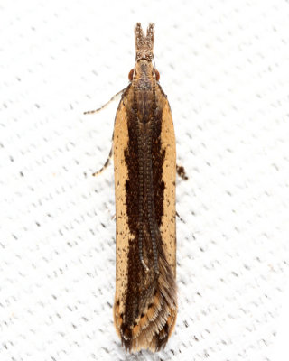 2281 - Palmerworm Moth - Dichomeris ligulella (male)