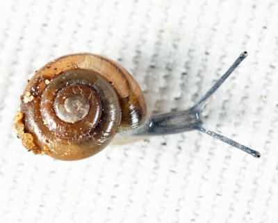 Quick Gloss Snail - Zonitoides arboreus