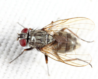 Muscidae