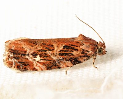 2771 - Macram Moth - Phaecasiophora confixana