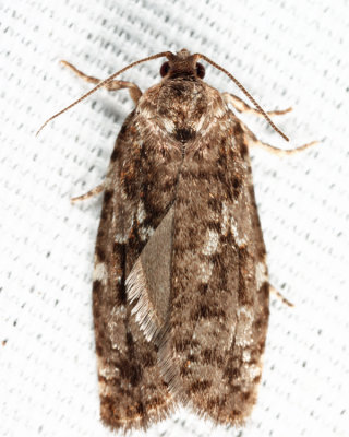3638 - Spruce Budworm - Choristoneura fumiferana