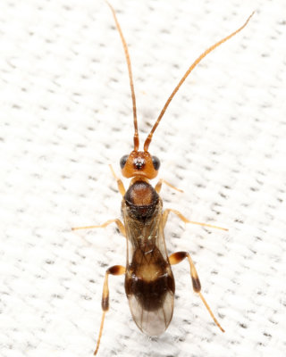 Braconid Wasps - subfamily Cheloninae