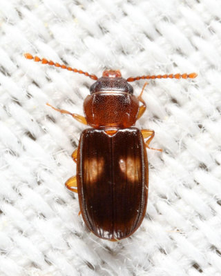 Laemophloeus fasciatus