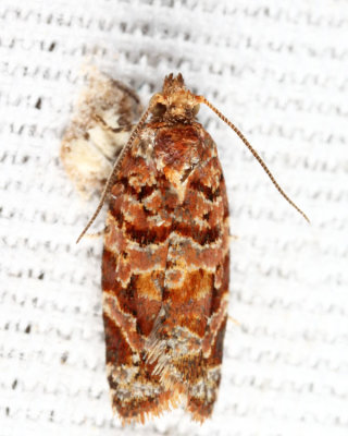 3603 - Jack Pine Tube Moth - Argyrotaenia tabulana*