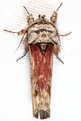 8012 - Red-washed Prominent - Oligocentria semirufescens