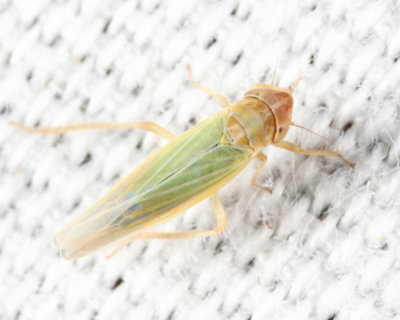 Leafhoppers genus Dikraneura