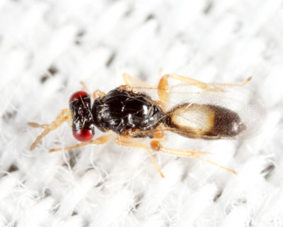 Euplectrus sp.