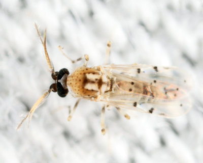 Alluaudomyia sp.