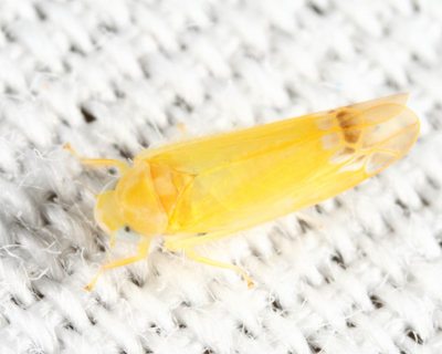 Empoa sp.