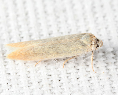 1169 - Eastern Pine Catkin Borer Moth - Calosima dianella