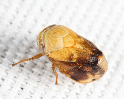 Pecan Spittlebug - Clastoptera achatina