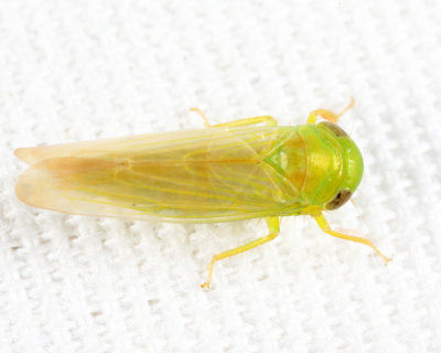 Chlorotettix sp.