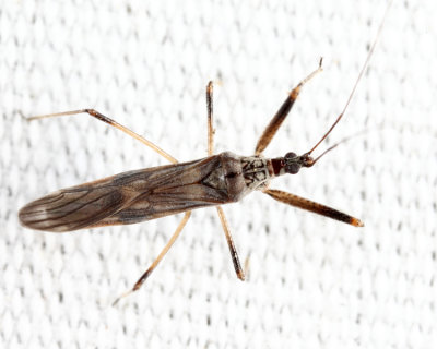 Metatropiphorus belfragii