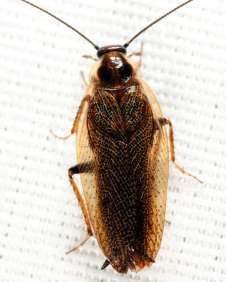 Dusky Cockroach - Ectobius lapponicus