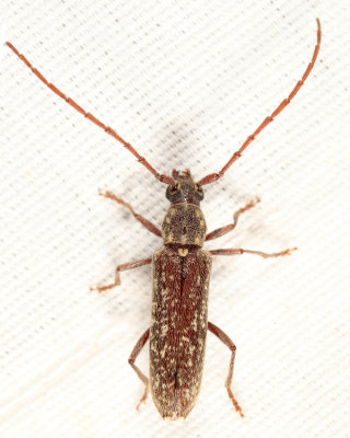 Twig Pruner - Anelaphus villosus