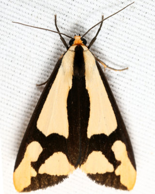 8107 - Clymene Moth - Haploa clymene