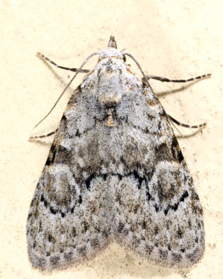 Meganola sp.