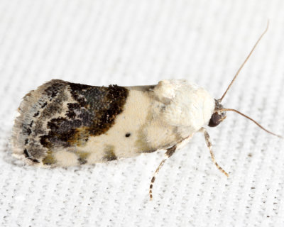 9095 - Small Bird Dropping Moth - Ponometia erastrioides