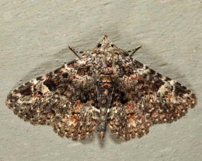 8499 - Common Fungus Moth - Metalectra discalis